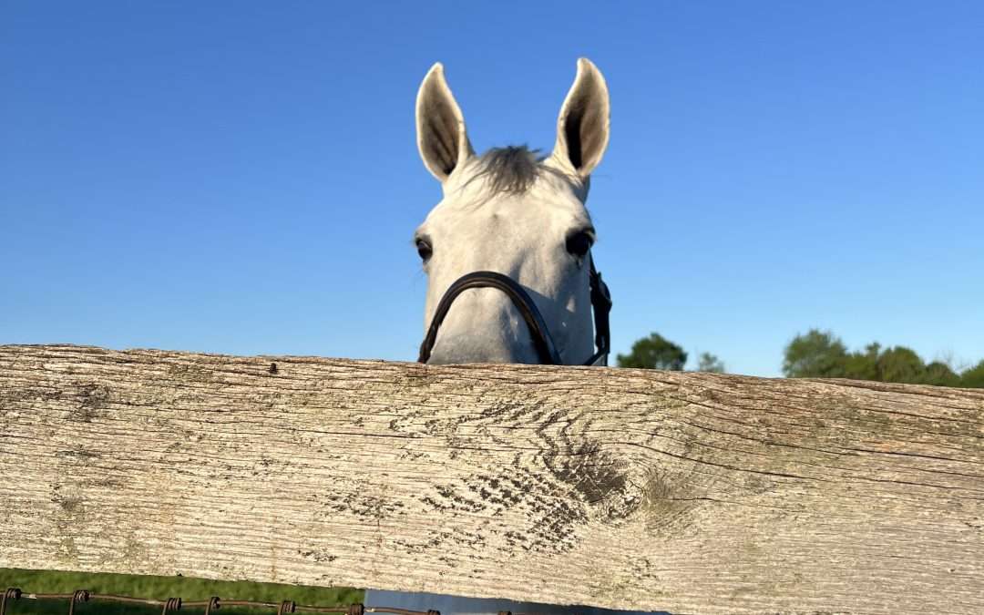 Summer Solstice Energy: How the Longest Day Affects Your Pet’s Natural Rhythms