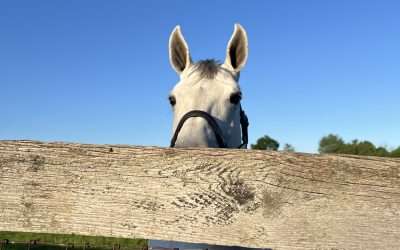 Summer Solstice Energy: How the Longest Day Affects Your Pet’s Natural Rhythms