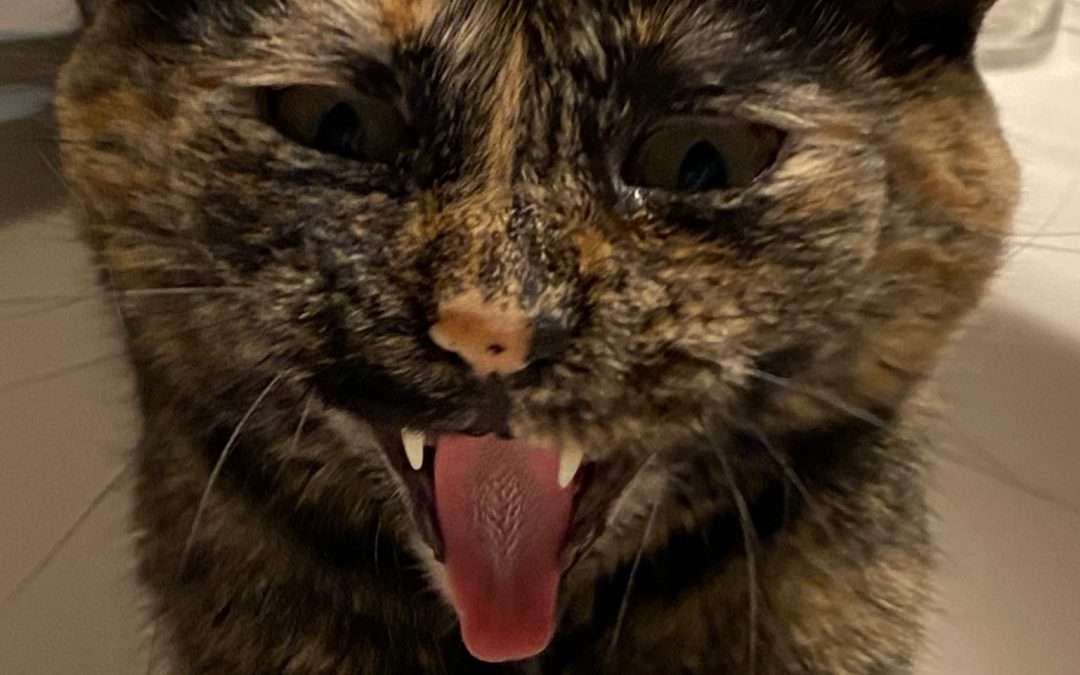 What is Animal Communication? Understanding the Telepathic Connection