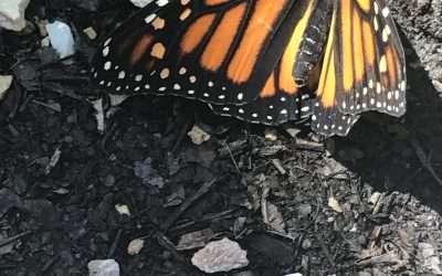 How Does Animal Communication Work?