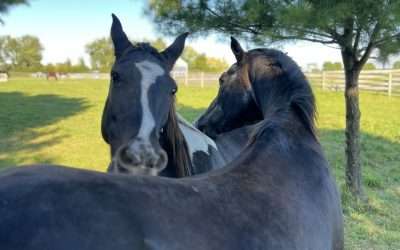 The Role of an Animal Medium: Connecting with Pets in Spirit