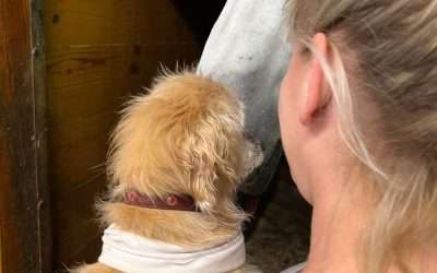 Animal Intuitive vs. Animal Communicator: Understanding the Differences