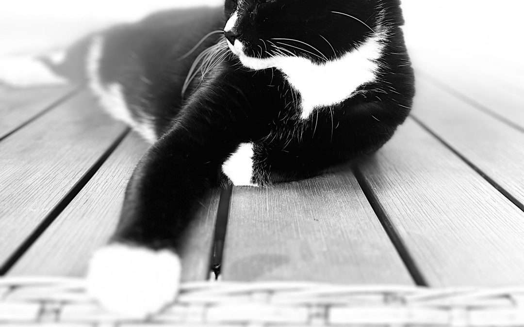 Animal Communication for Health Issues: Insights from Your Pet’s Perspective